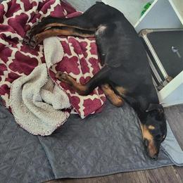Female 6 Month Old Purebred Doberman Pinscher Pup AKC in Fort Wayne, in