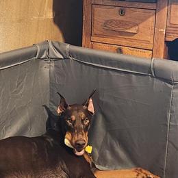16 Week Old AKC Registered Doberman Pinscher Pup in Fort Wayne, in