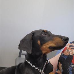 Doberman Pinscher Puppies Ready for New Homes in Fort Wayne, in