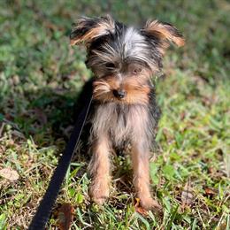 Female Yorkshire Terrier Puppies for Sale in Orlando, fl