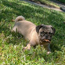 Pug puppies seeking loving homes in Orlando, fl