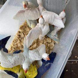 Indian Ringneck Babies Available in Hialeah, fl