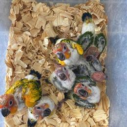 Sun Conure Babies Available in Hialeah, fl