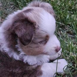 Red Merle Male Toy Australian Shepherd Ready for Forever Home in Cement City, mi