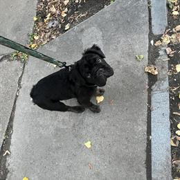 French Bulldog Stud Fee - UK Bloodline Son of Fluffy Floyd MAMBA in Buffalo, ny