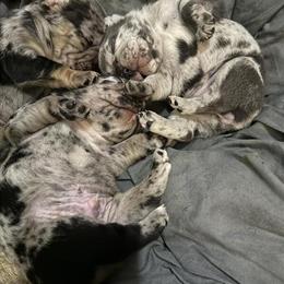 French Bulldog Puppies for Sale in Buffalo, ny