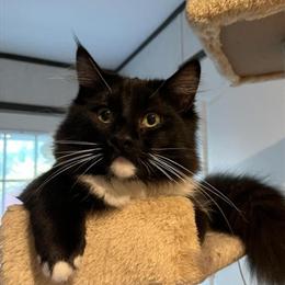 Ragdoll Kitten Mr. Chubs Available in Waynesburg, pa