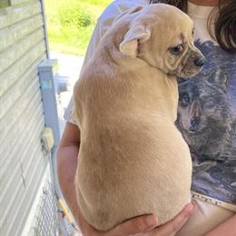 French Bulldog Puppies Ready for New Homes in Waynesburg, pa