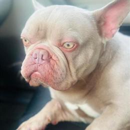 American Bully Stud Available - Proven with 30+ Pups in Buffalo, ny