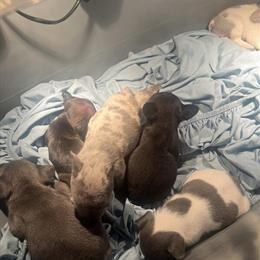 Isabella Puppies Available - 6 Left in Buffalo, ny