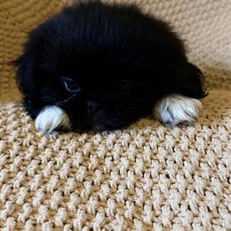 Pekingese puppies available for loving homes in Duluth, ga