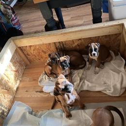 Boxer puppies for adoption in Birch Run, mi