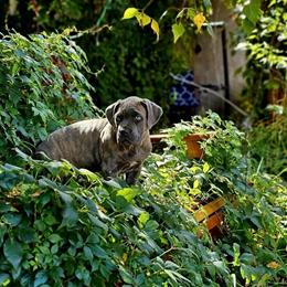 Female Cane Corso Italian Mastiff - Stunning Blue Brindle Ready for Adoption in Minneapolis, mn