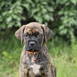 Brindle Female Cane Corso Puppy Ready for Adoption in Minnesota in Minneapolis, mn