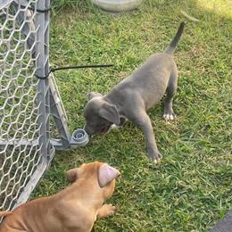 Pit Bull Terrier Puppies Available in Philadelphia, pa