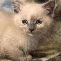 Male Siamese Kitten Ready for New Home in Monona, ia