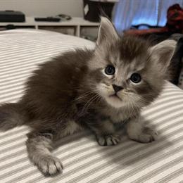 Maine Coon Kittens Ready This Weekend in Bristow, va