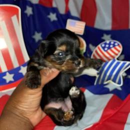 Yorkshire Terrier Female Puppies Ready for Homes in Detroit, mi