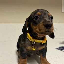 Dachshund Puppies Available - Short and Long Hair in San Bernardino, ca