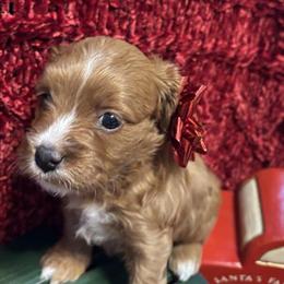 Cavapoo Puppies Available in Mount Washington, ky