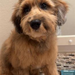 Golden Doodle Puppy Available for Adoption in New Braunfels, tx