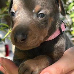 Cute Male Doberman Available in Spring Hill, fl