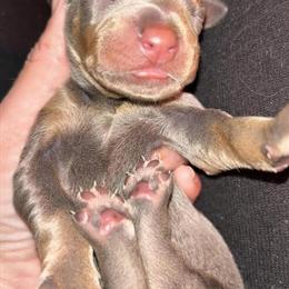Doberman Puppies Available October 28 in Spring Hill, fl