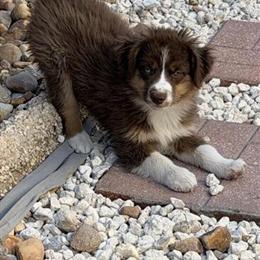 Australian Shepherd Toy/Mini - Sweet Red Tri Female in Apollo Beach, fl