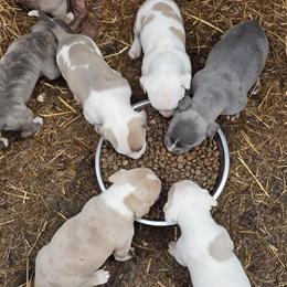 American Bully Pups Available in Ashburn, va