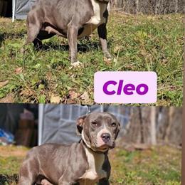 1 Year Old American Bully Female for Adoption in Ashburn, va