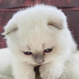 Male Scottish Fold Kitten Looking for a Loving Home in Charlottesville, va