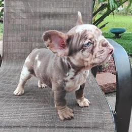 Merle Puppy - 9 Weeks Old with Vaccines in Houston, tx