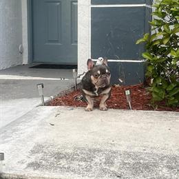 French Bulldog Puppies Seeking Loving Homes in Miami, fl