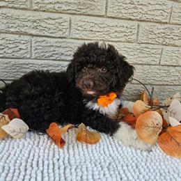 Aussiedoodle Male Ready for a New Home in Indianapolis, in