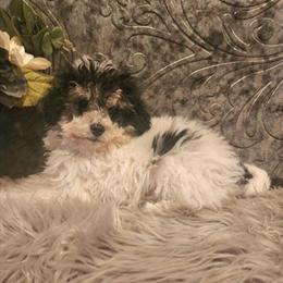 Mini Male Bernedoodle Ready for New Home in Indianapolis, in