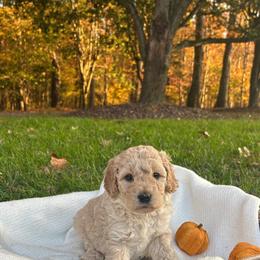 Miniature Golden Doodle Puppies for Adoption in Ramseur, nc