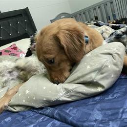 9 Month Old Male AKC Registered Golden Retriever Needs a New Home in Tampa, fl
