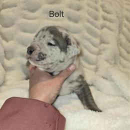 American Bully Puppies Available in Troy, oh