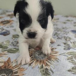 Teacup Biewer Yorkie puppies available - 2 male pups in Tarpon Springs, fl