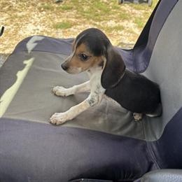 Beagle Puppies Available in Rising Sun, in