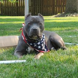 American Bully Puppies Available in Troy, oh