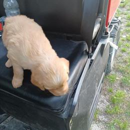 Golden Retriever Puppy Available in Wilmington, nc