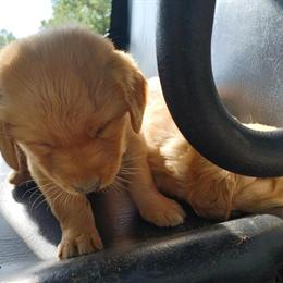 AKC Golden Retriever Puppy Ready for a New Home in Wilmington, nc