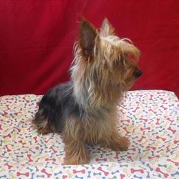 Yorkshire Terrier Sammie Available for $535 - Meet Him Today! in Paterson, nj