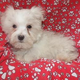 Maltese Rex Ready for His Forever Home! in Paterson, nj