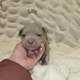 American Bully Puppies Available in Troy, oh