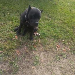 Cane Corso Puppy Available in Wilmington, nc