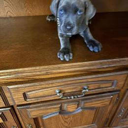 Cane Corso Puppies Ready for New Homes in Wilmington, nc