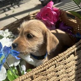 Yorkshire Terrier / Chihuahua Puppy Available in Wilmington, nc