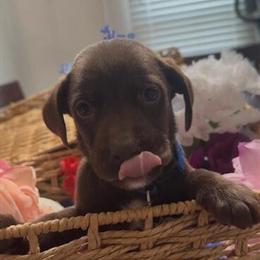 Labrador Retriever and German Shepherd Puppy Available in Wilmington, nc